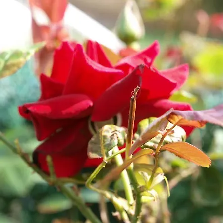 Apartmán Liencres Apartamentos *