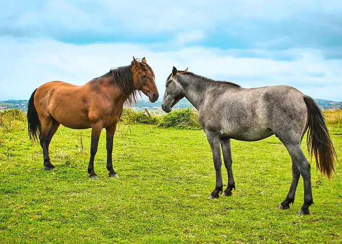 卢卡斯公寓酒店 *