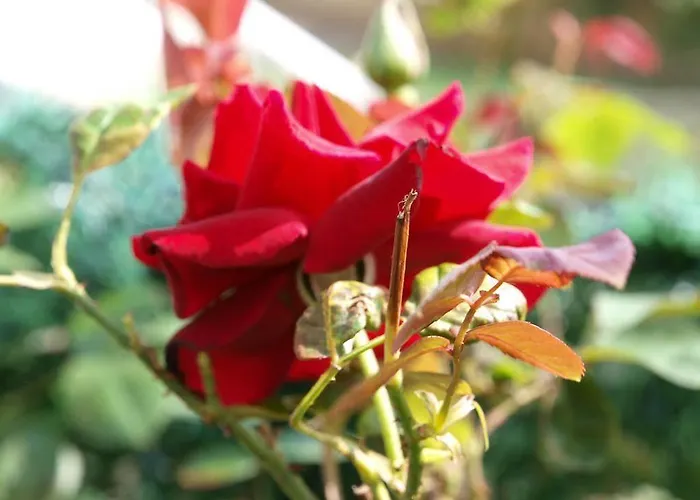 Daire Liencres Apartamentos *